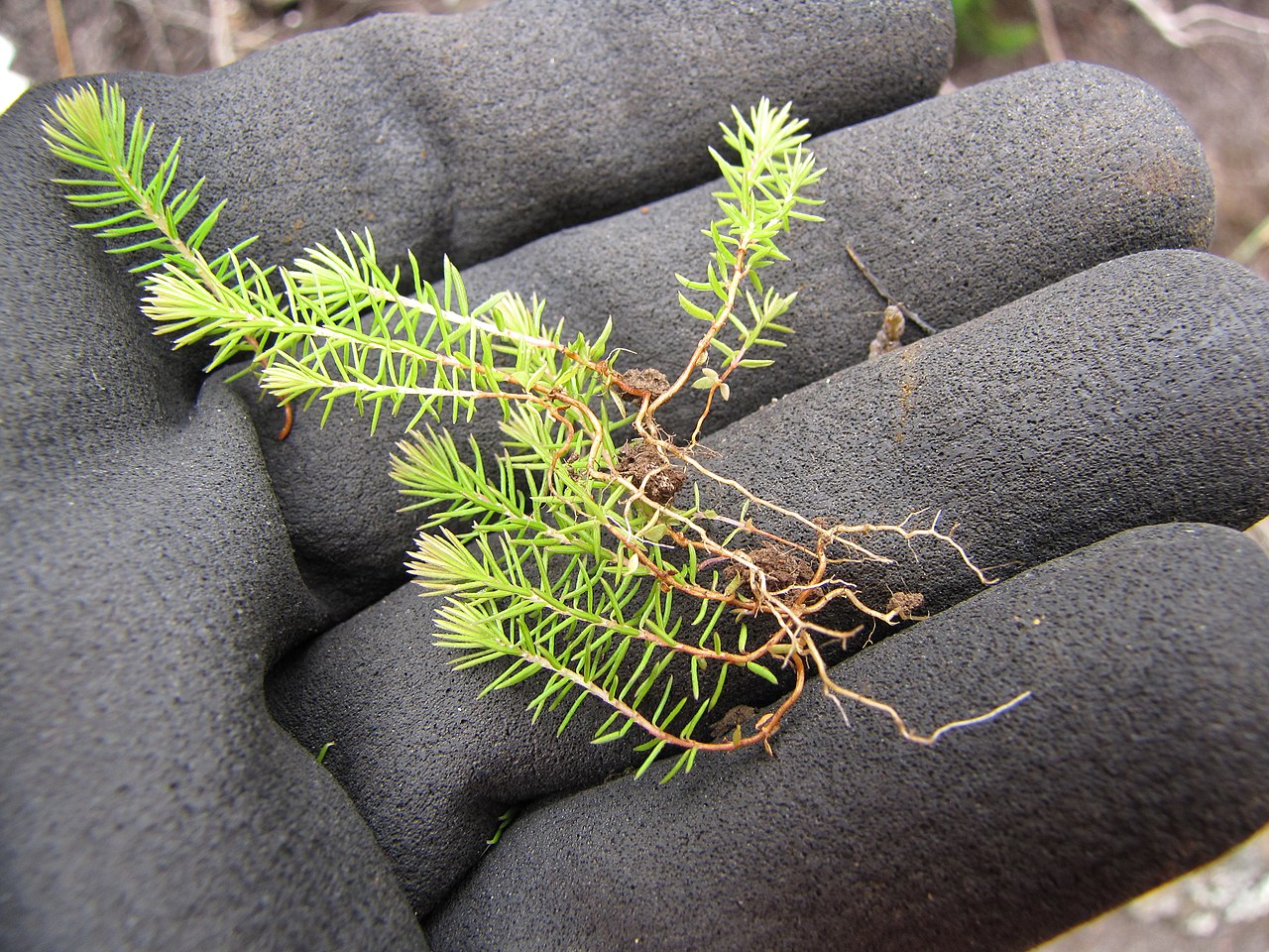Erica lusitanica
