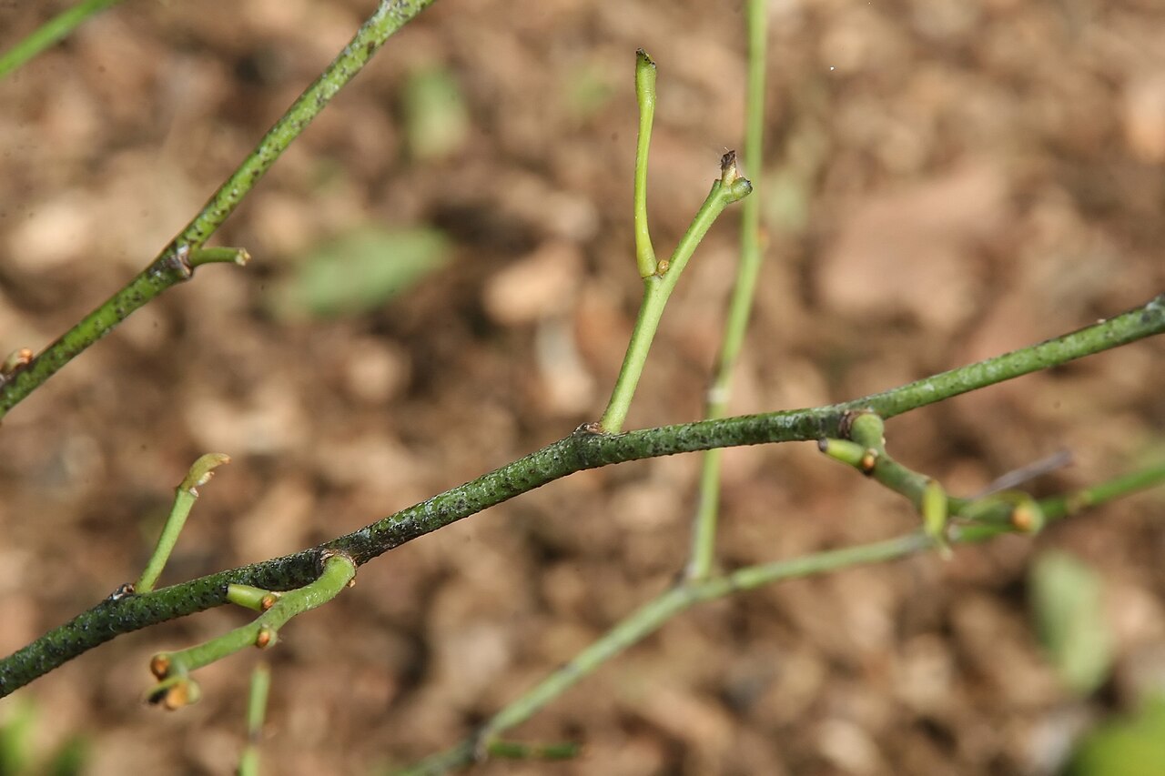 Gigasiphon macrosiphon