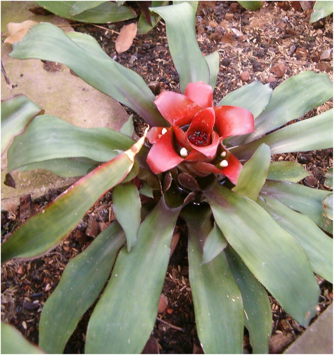 Nidularium innocentii