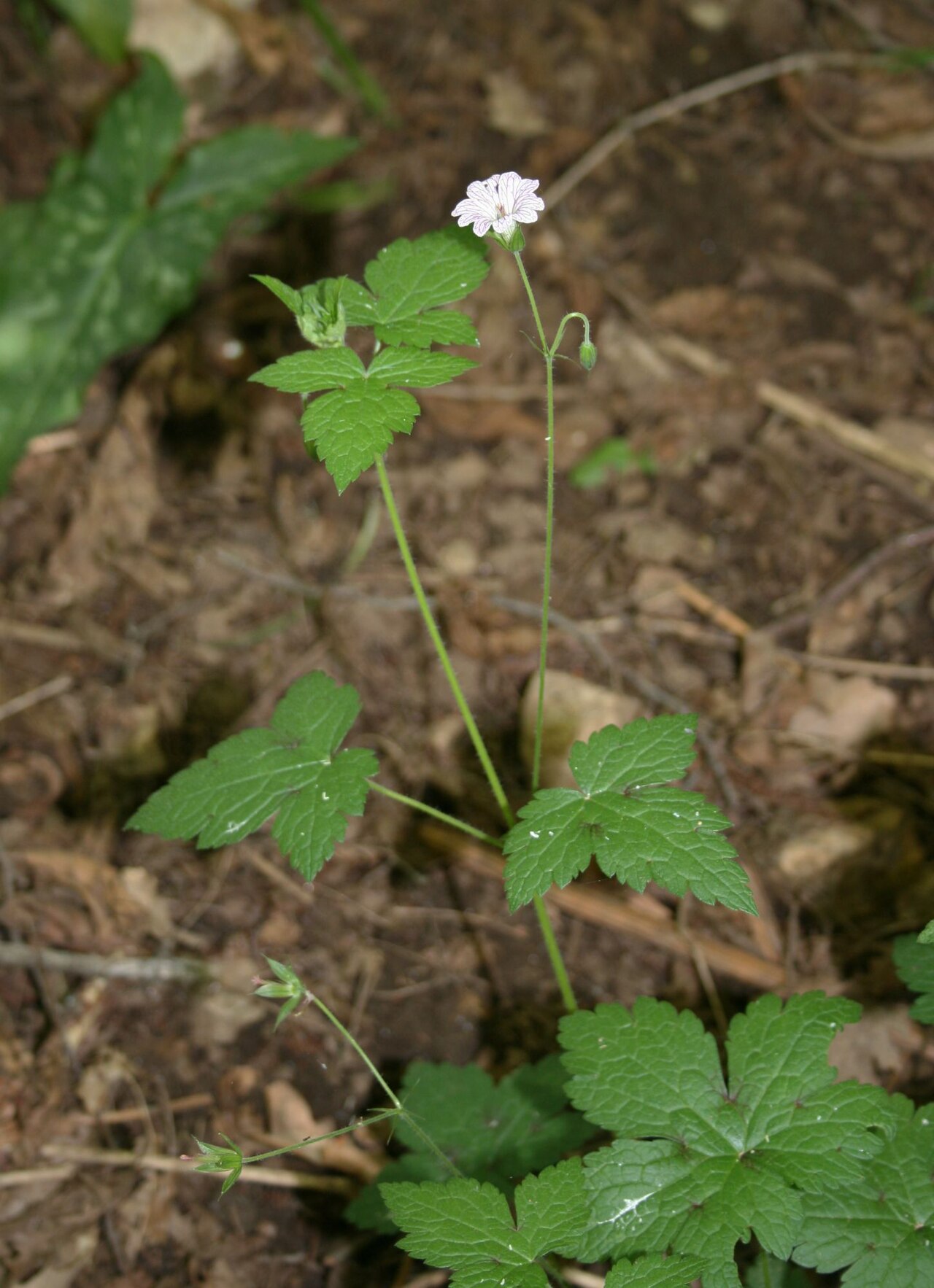 Geranium versicolor