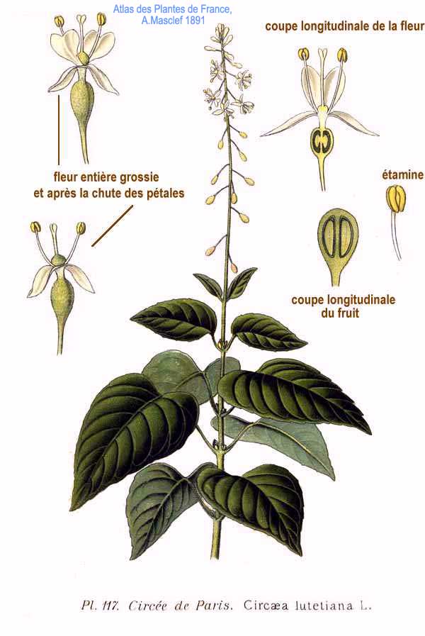 Broad-leaved enchanter's nightshade