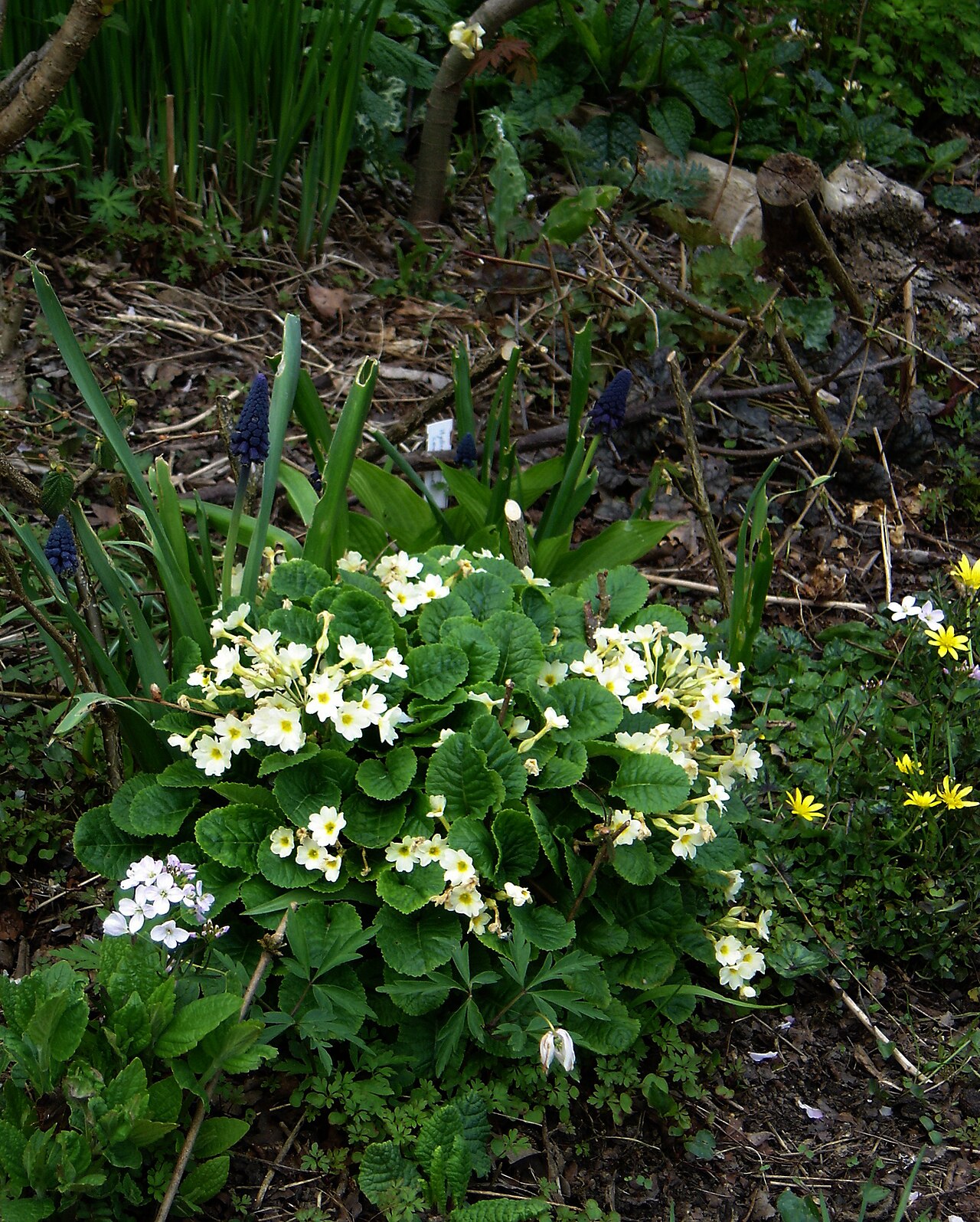 Bellevalia paradoxa