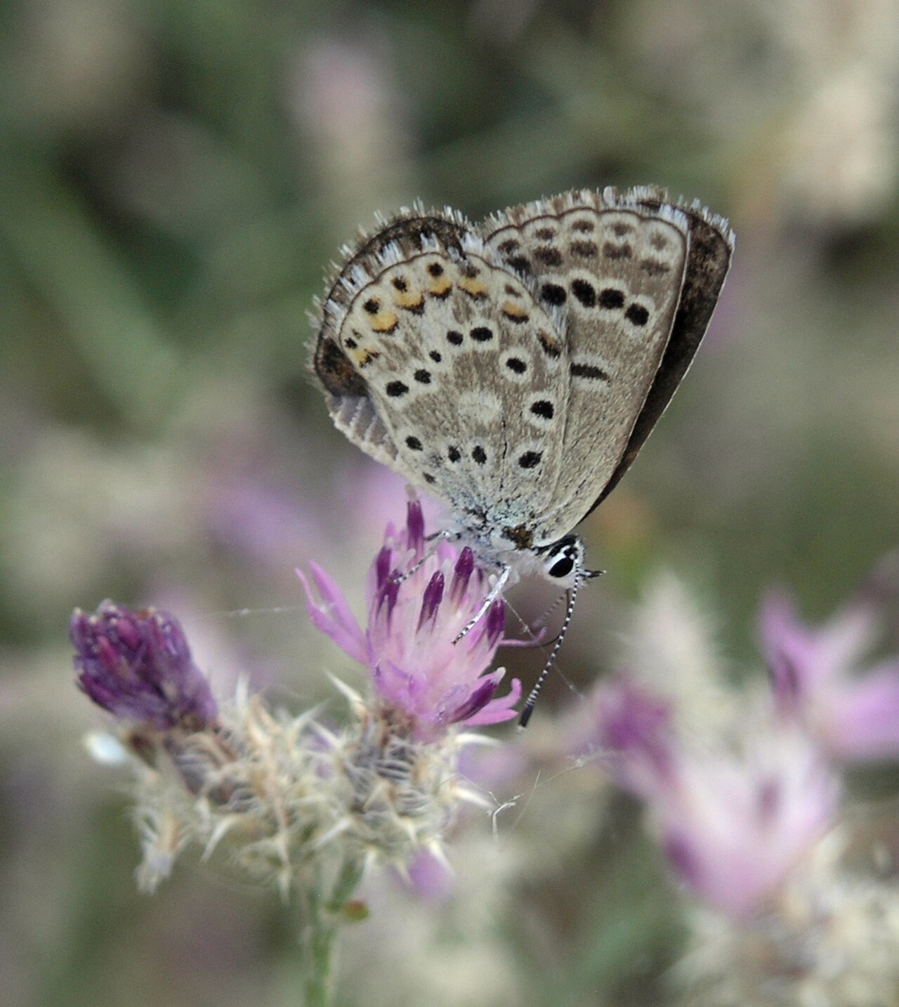 Centaurea virgata