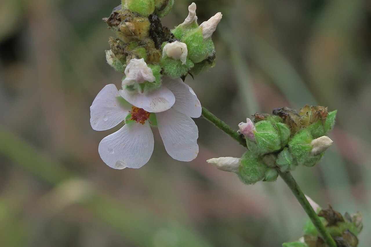 Malacothamnus densiflorus