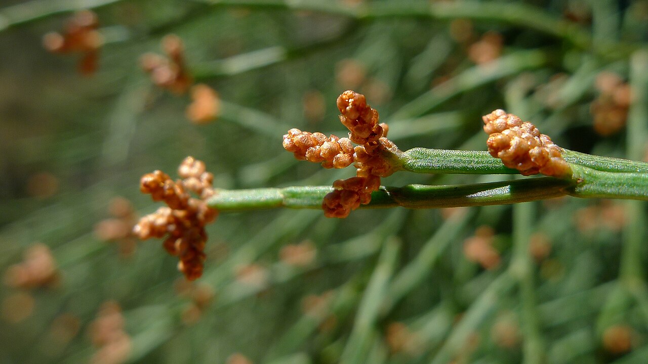 Callitris muelleri