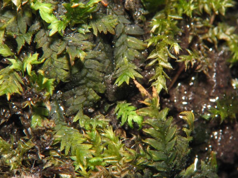 Fissidens taxifolius