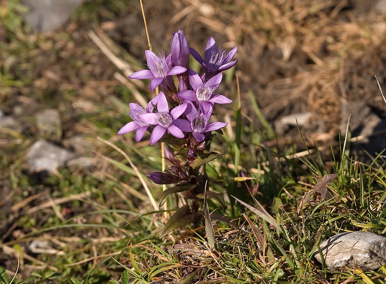 Gentianella austriaca