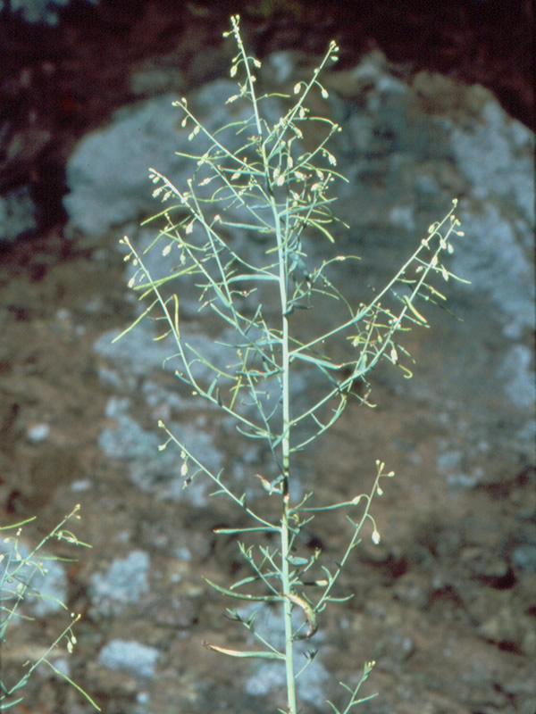 Arabis serotina