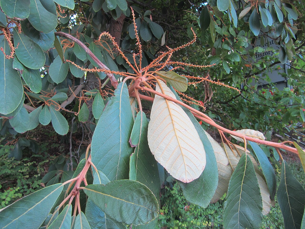 Clethra lanata