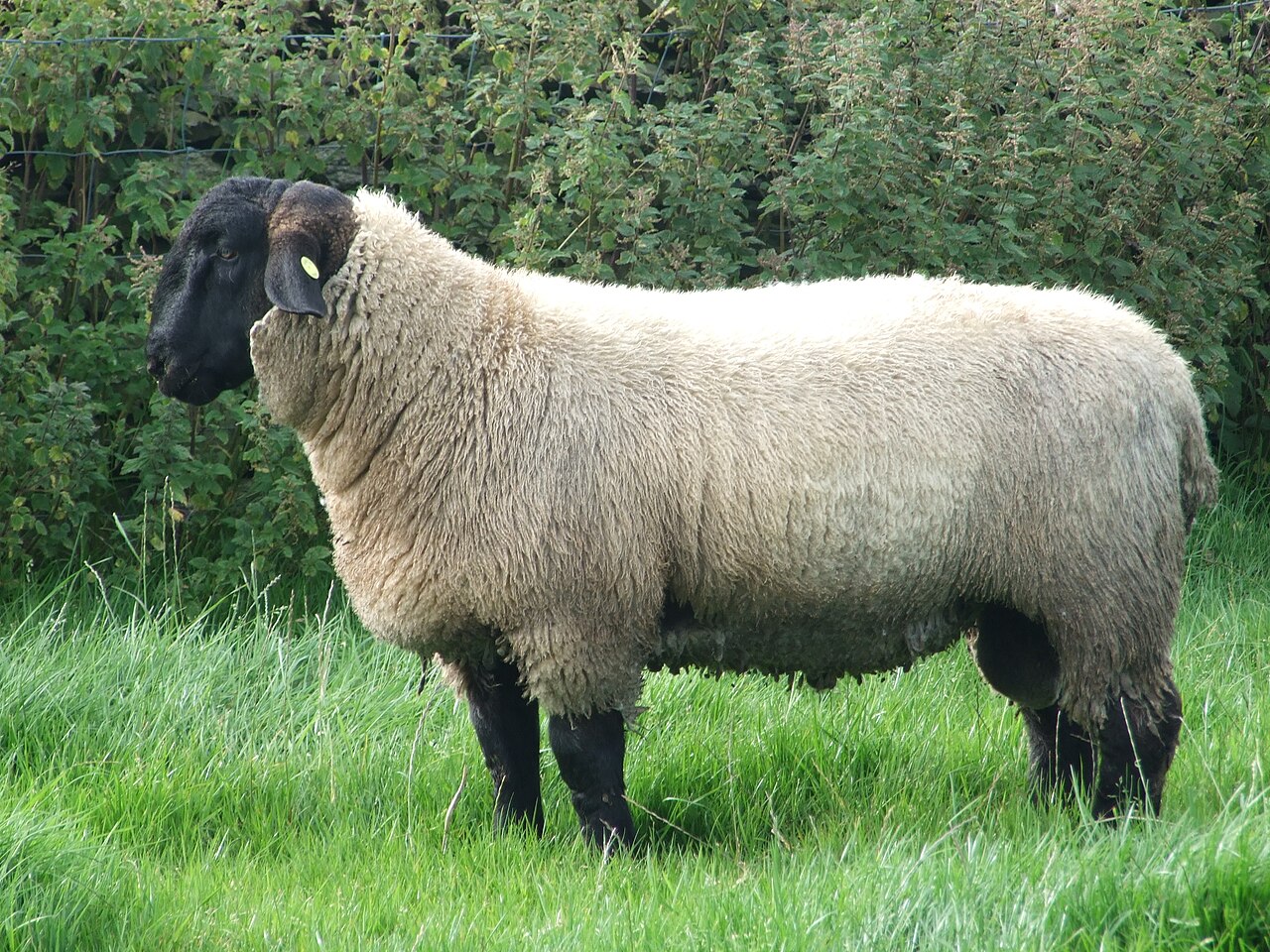 Suffolk