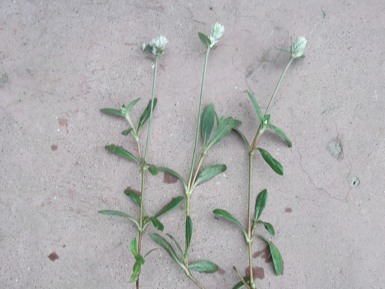 Gomphrena celosioides