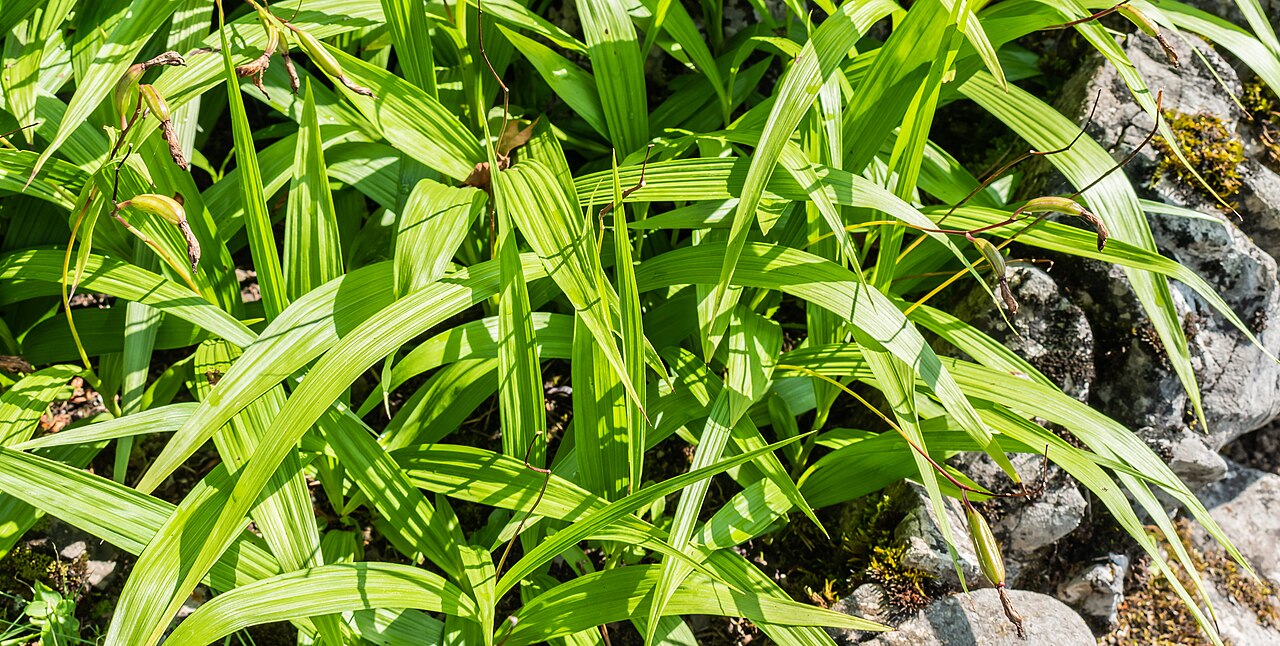 Hyacinth orchid or Chinese ground orchid