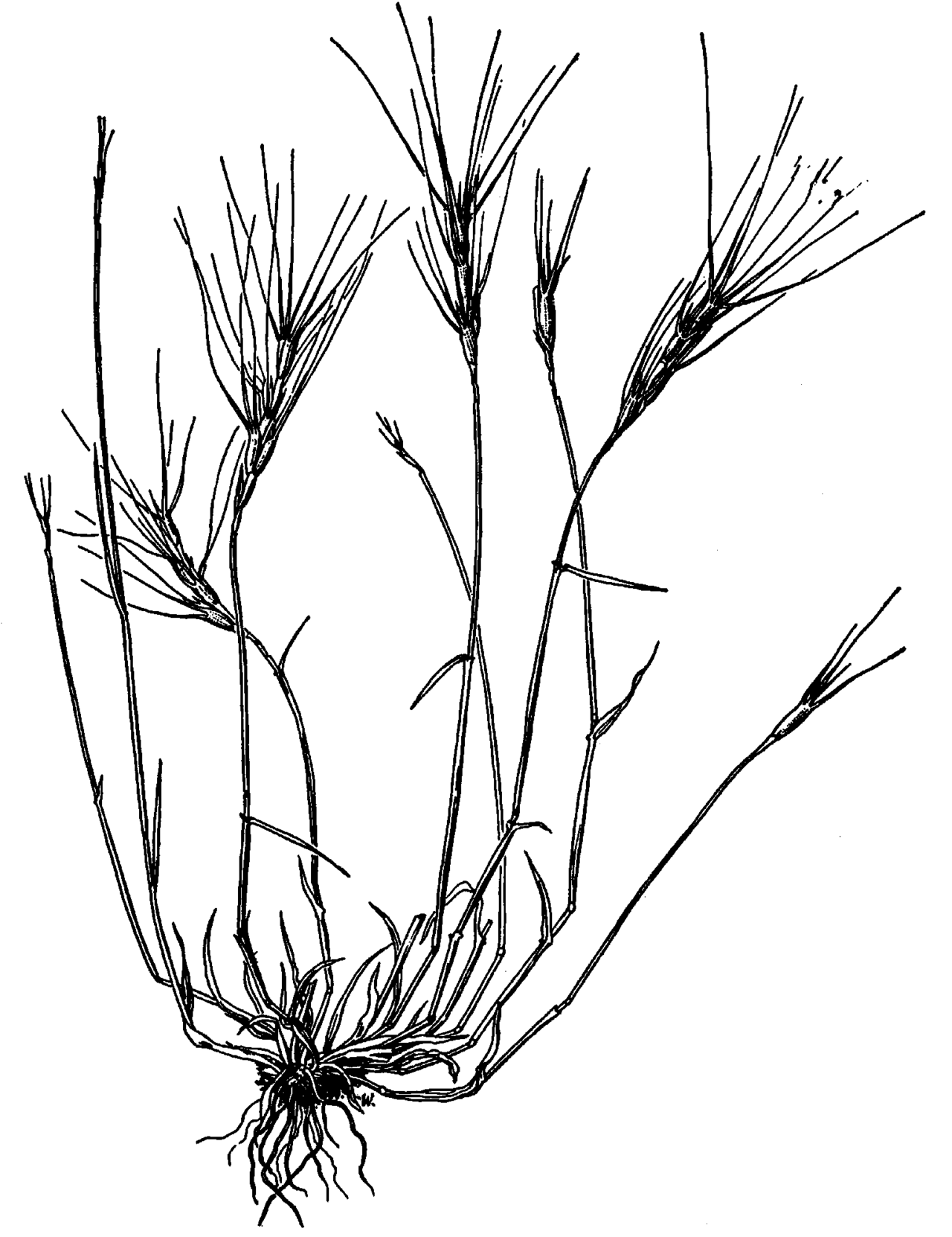 Aegilops columnaris