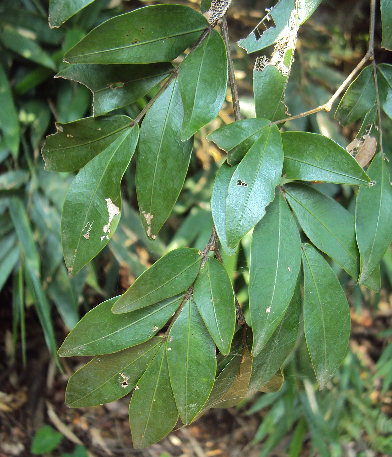 Cynometra beddomei