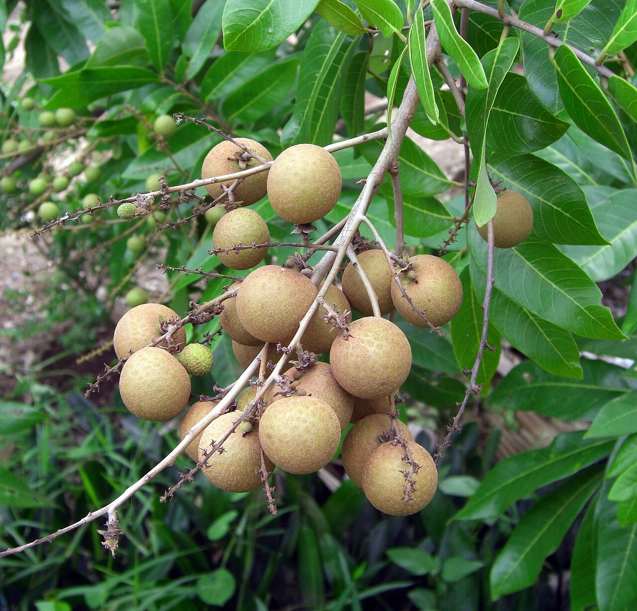 Artocarpus tonkinensis