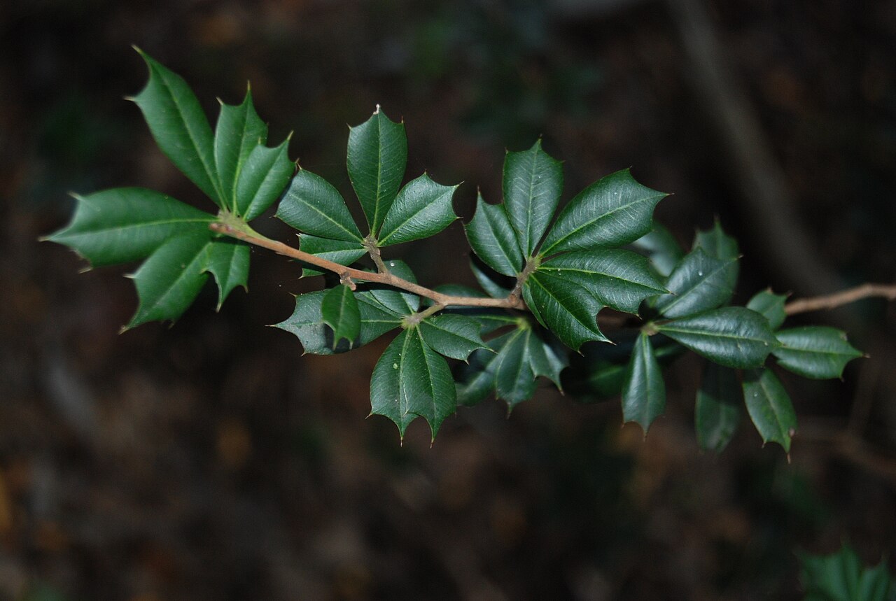 Trichilia triacantha