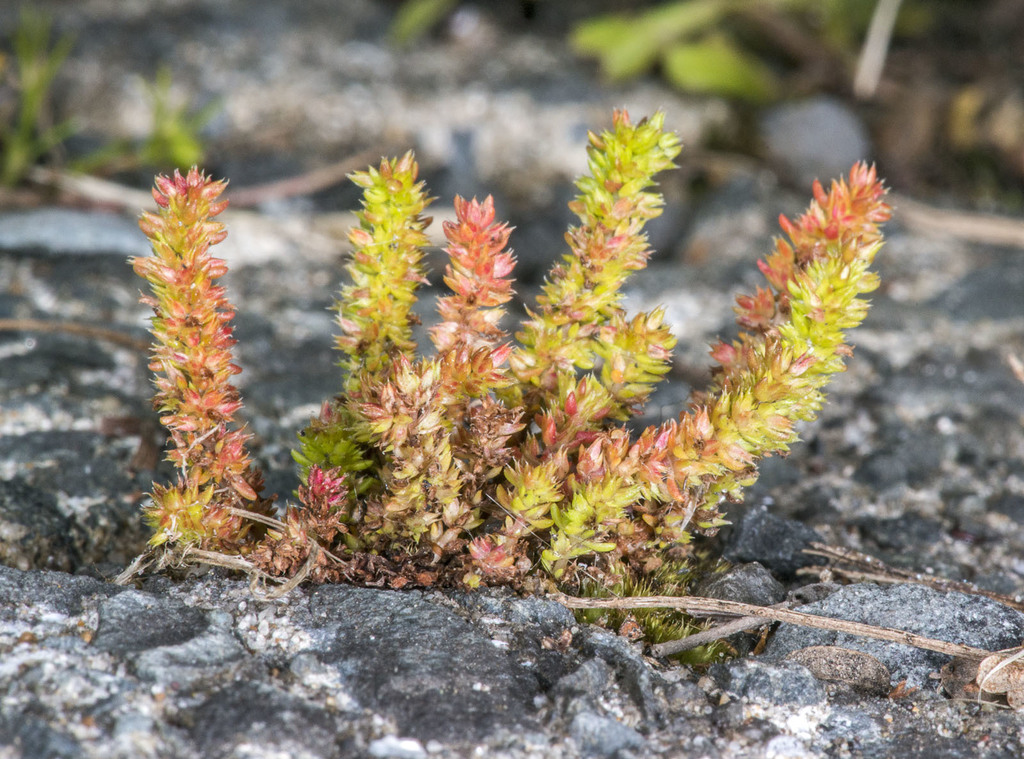 Crassula alata