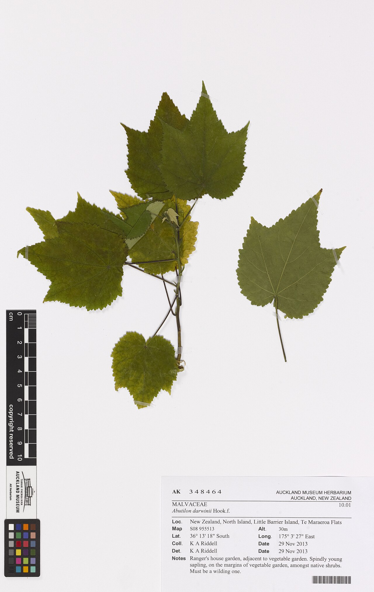 Abutilon darwinii