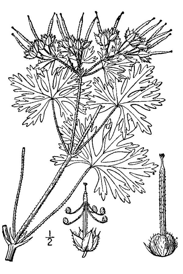 Geranium carolinianum