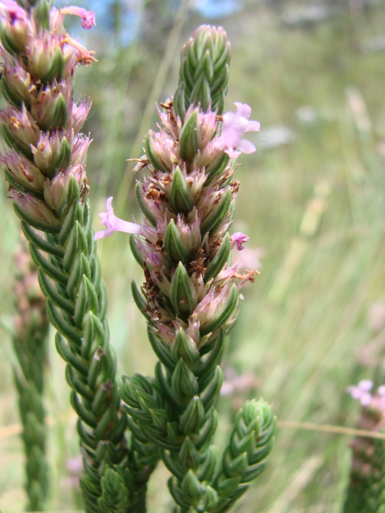 Hyptis imbricatiformis