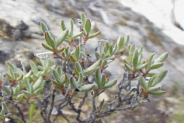 Eriogonum butterworthianum