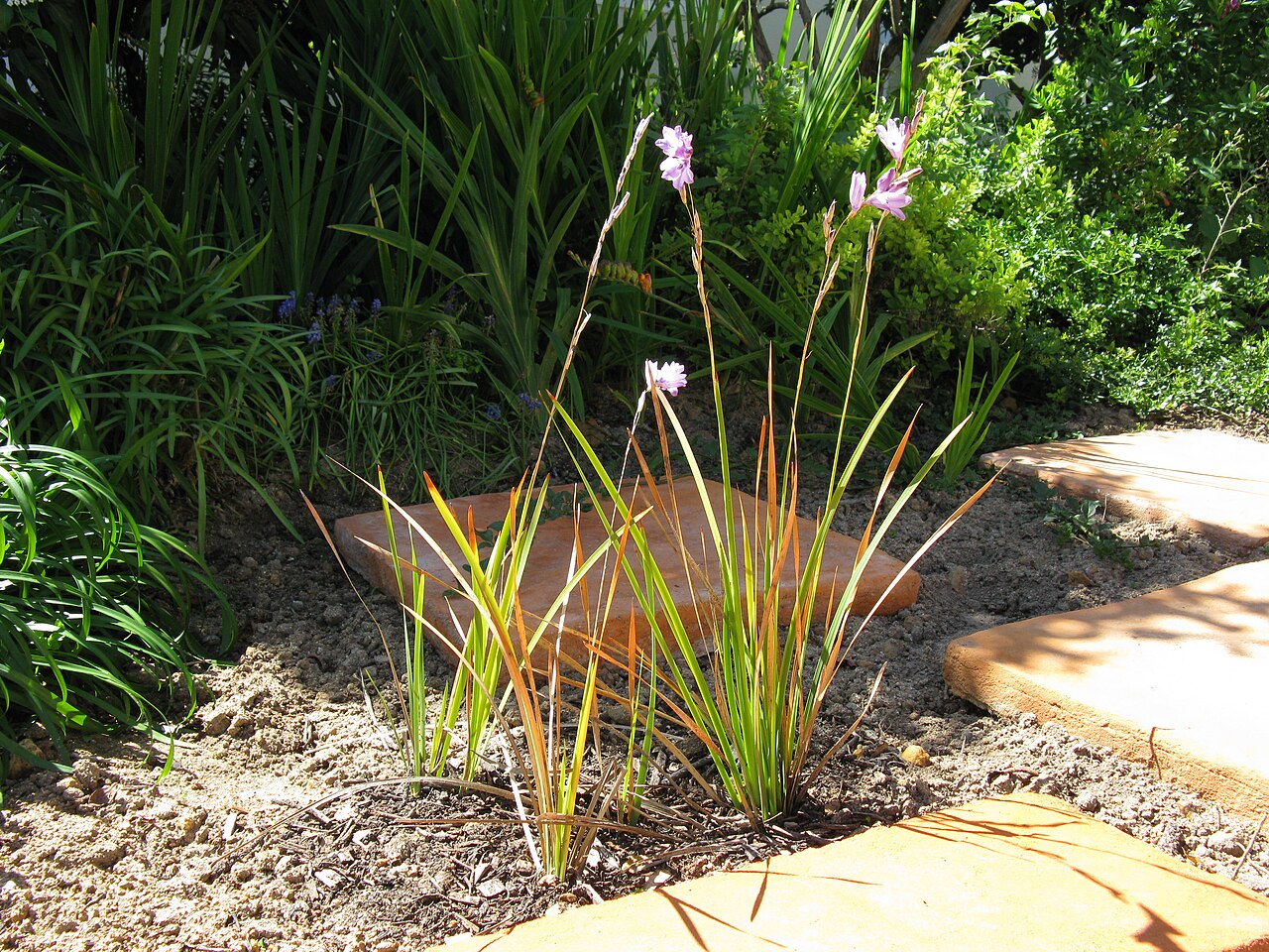 Dierama nixonianum