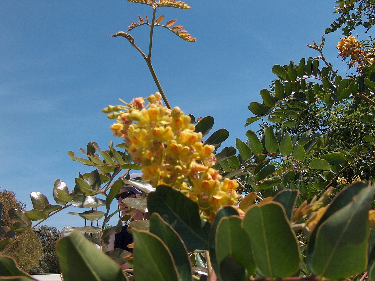 Caesalpinia spinosa