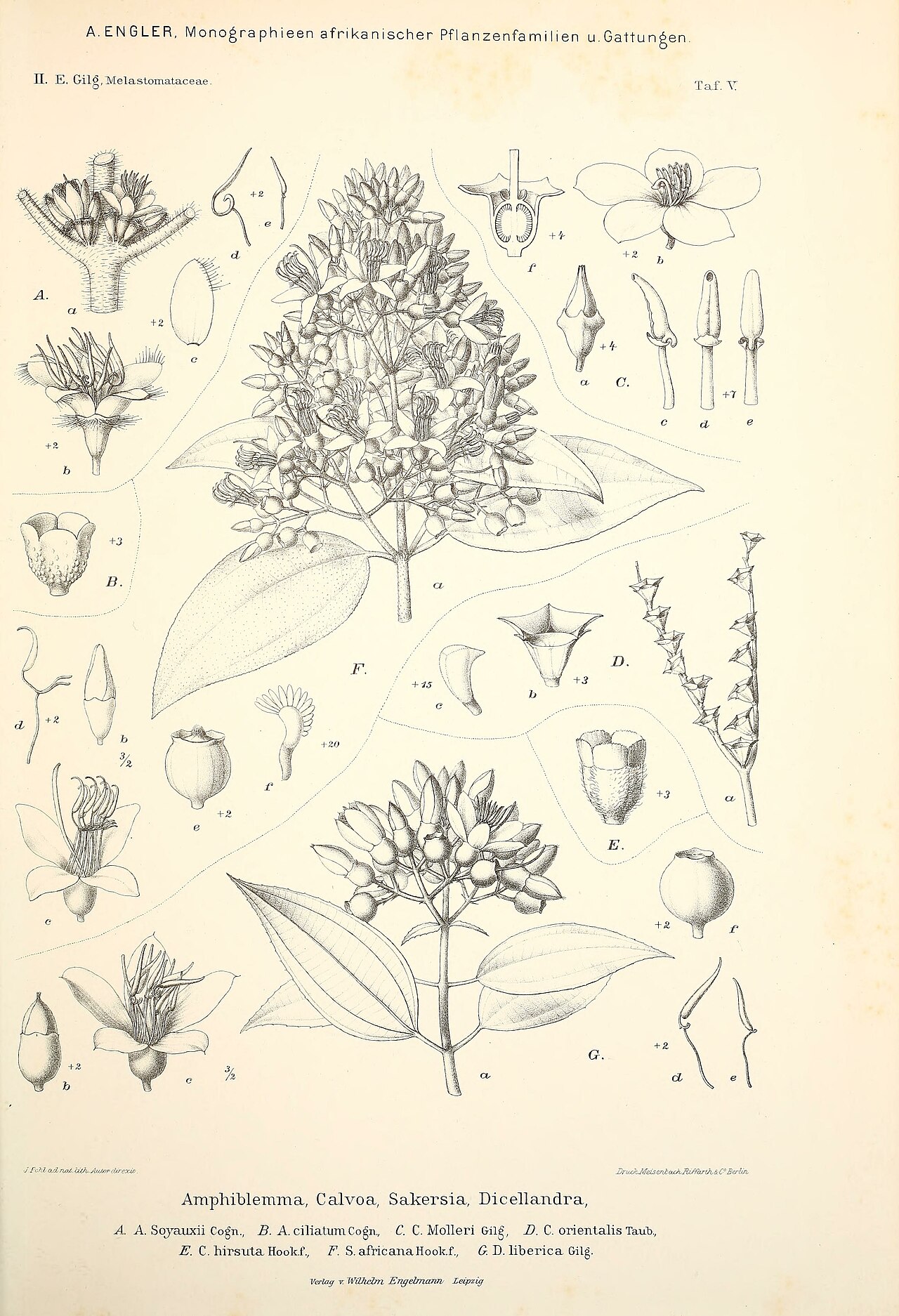 Dichaetanthera africana