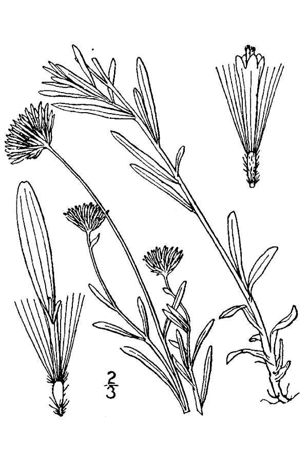 Erigeron hyssopifolius