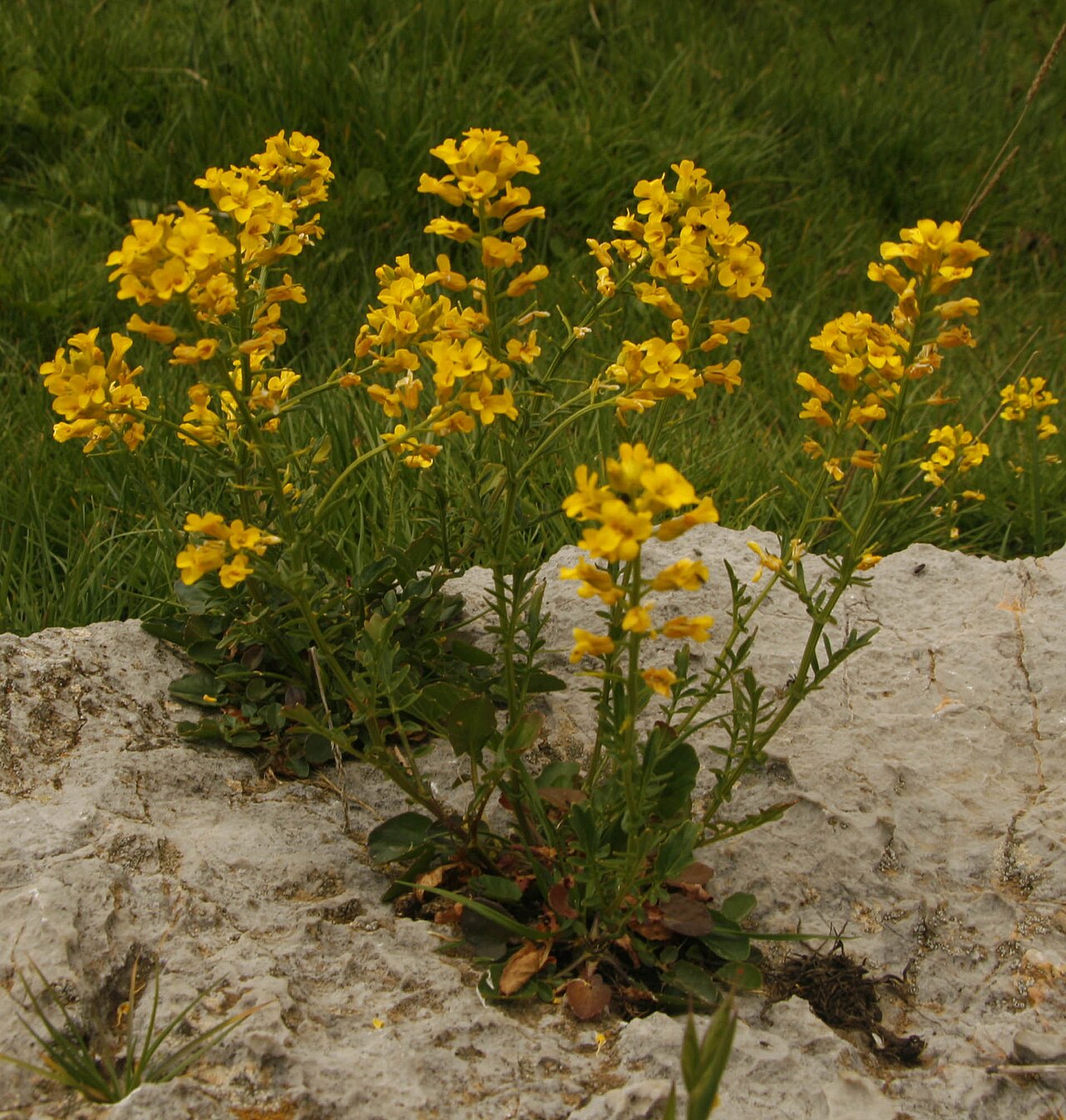 Barbarea sicula