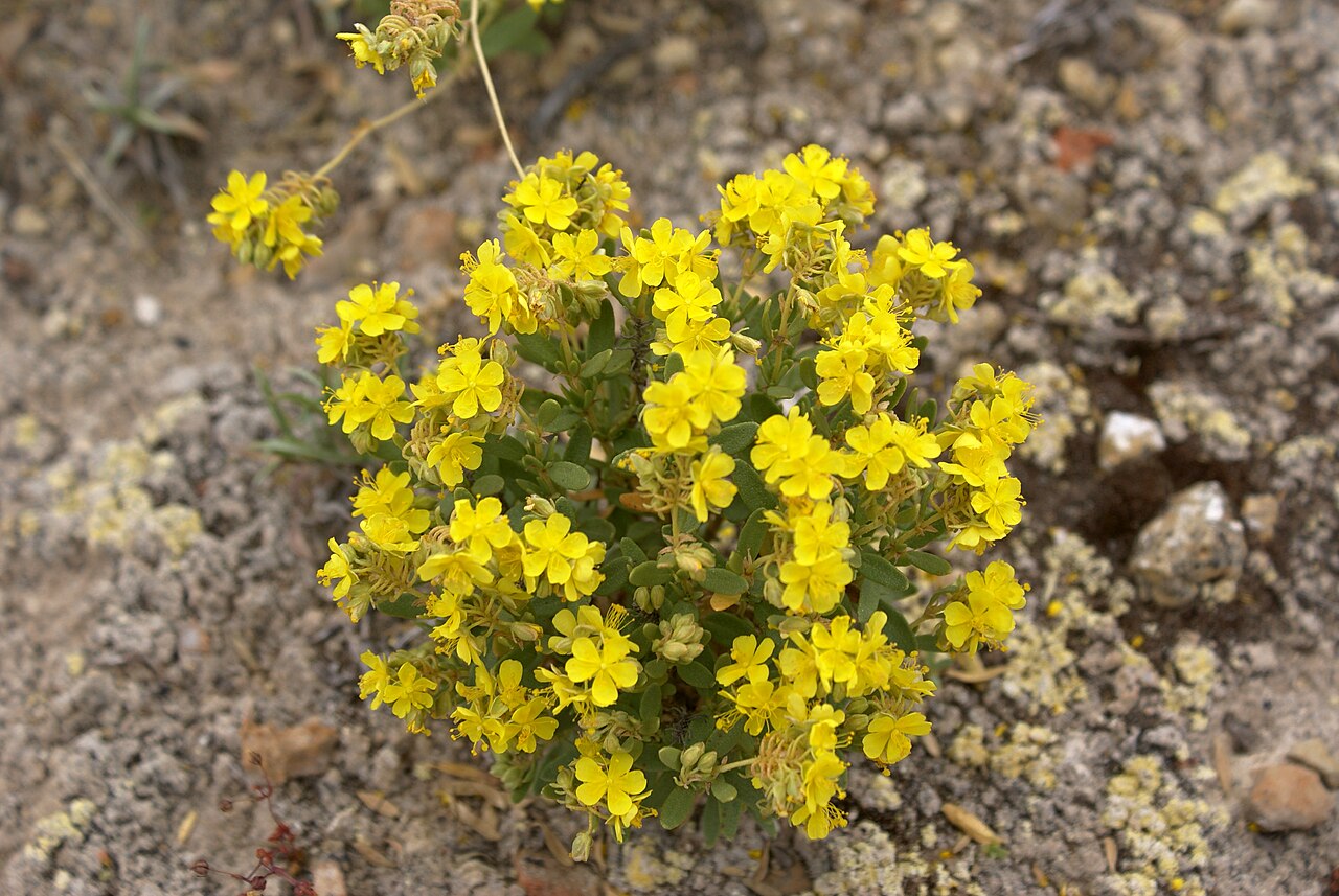 Helianthemum polygonoides