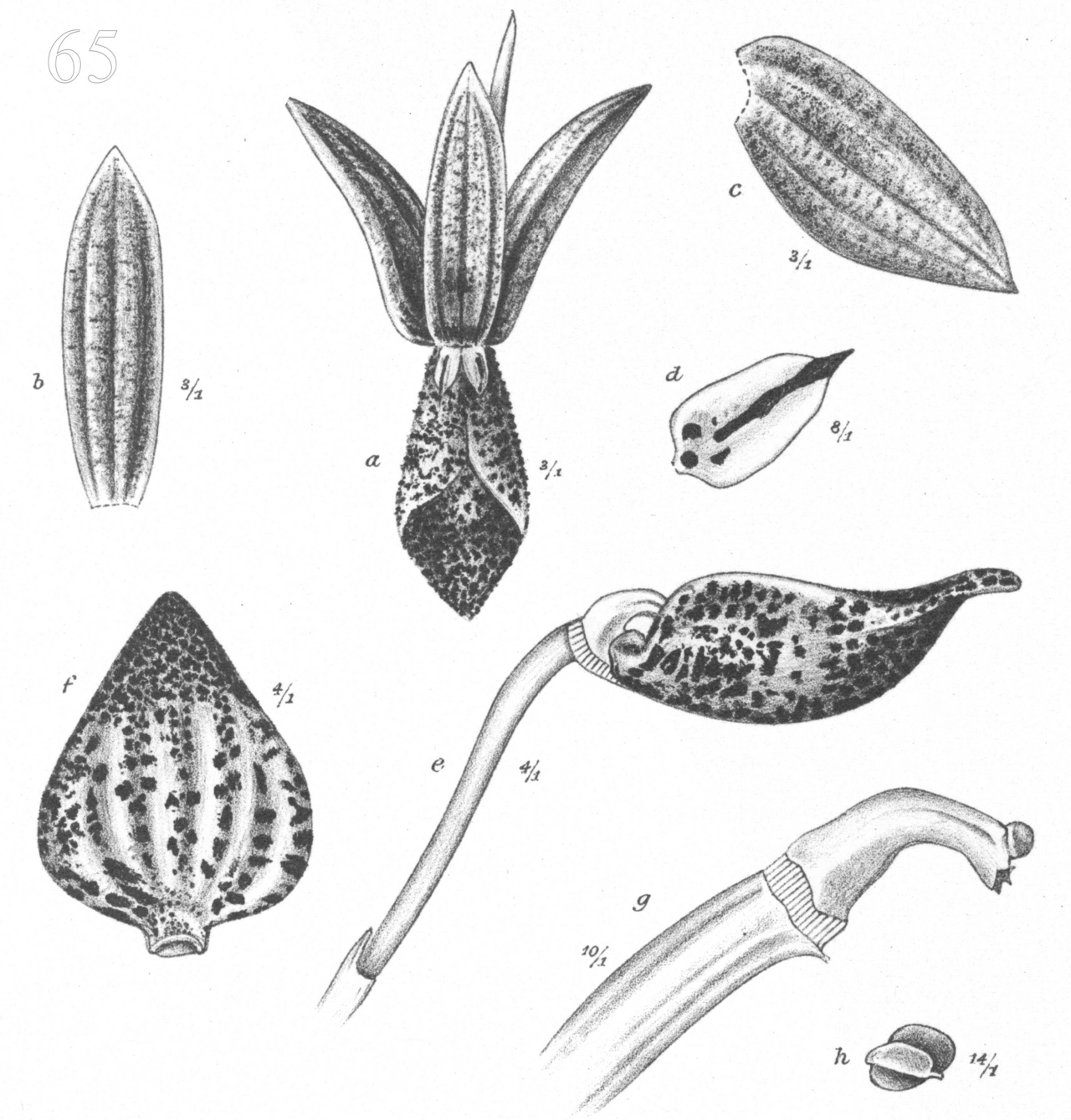 Bulbophyllum cuniculiforme