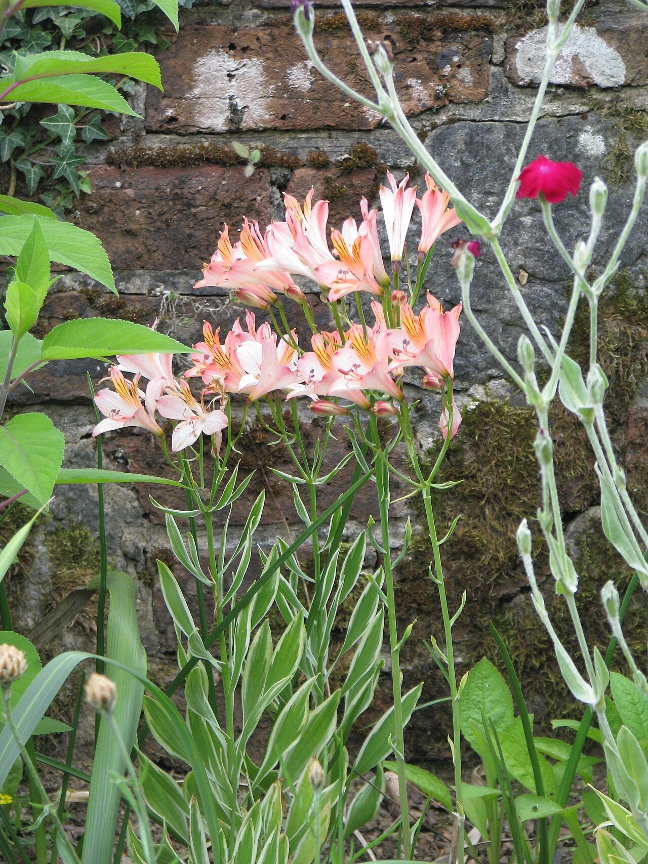 Alstroemeria ligtu