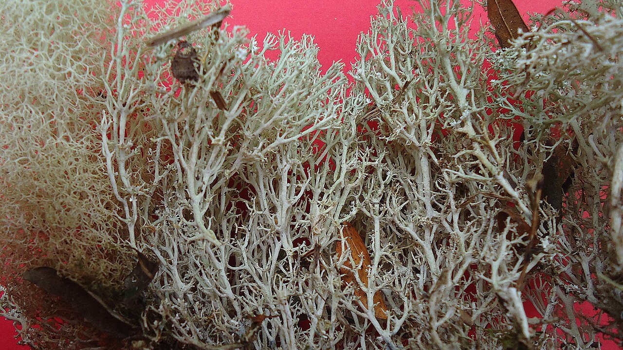 Cladonia confusa