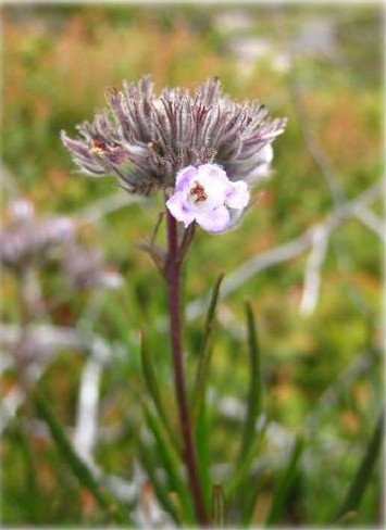 Eriodictyon capitatum