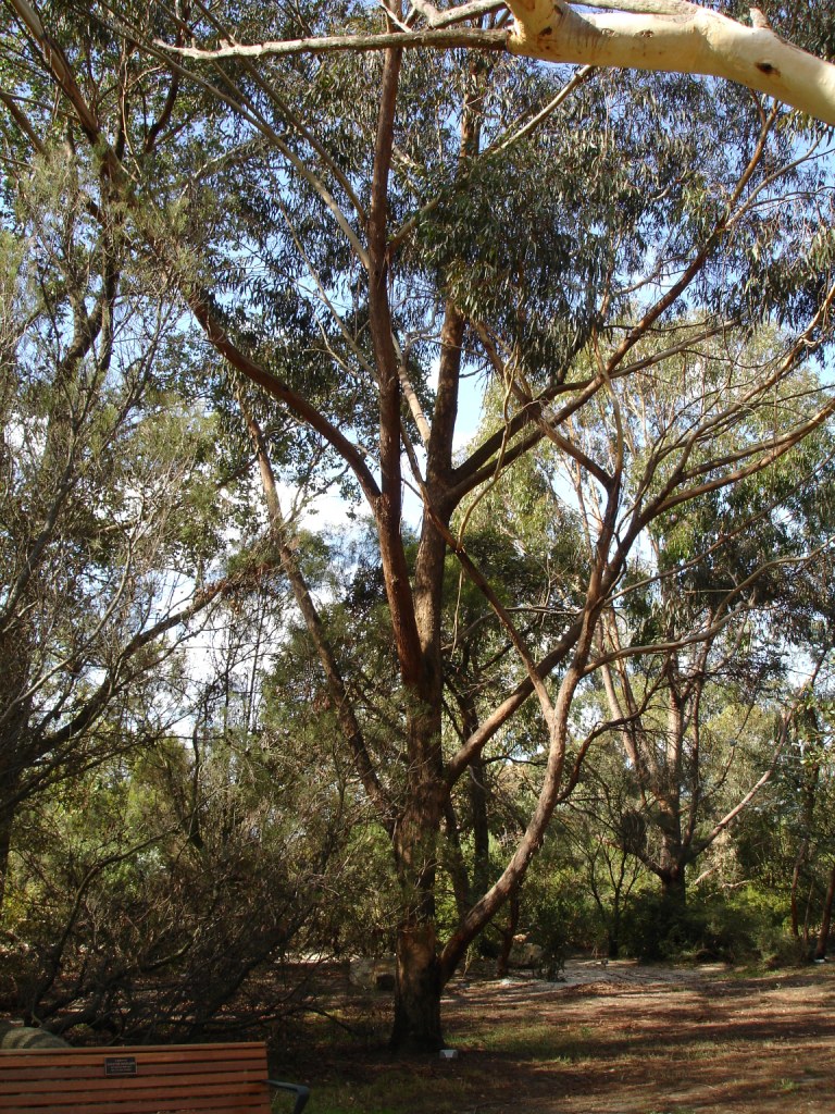 Thin-leaved stringybark or white stringy
