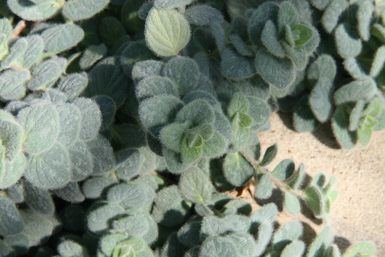 Origanum calcaratum