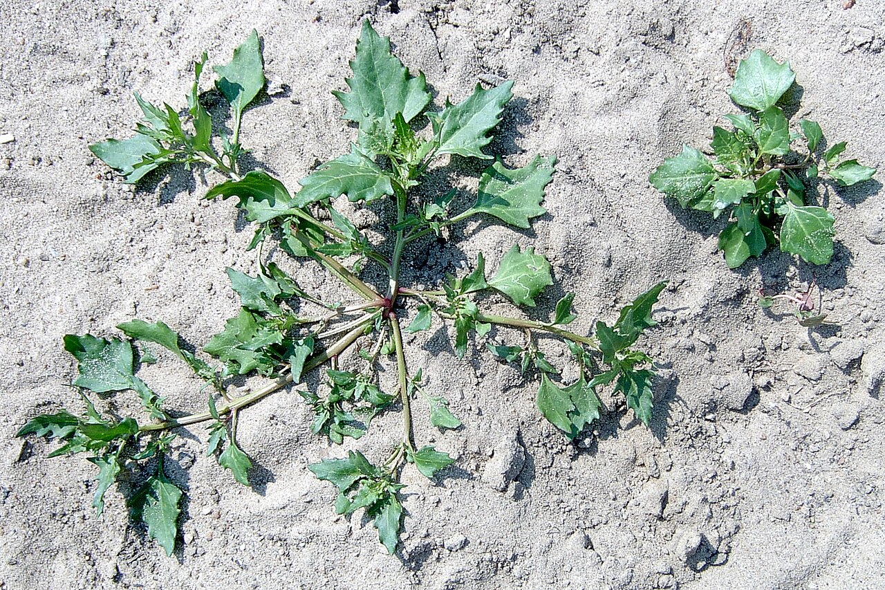 Chenopodium ×schulzeanum