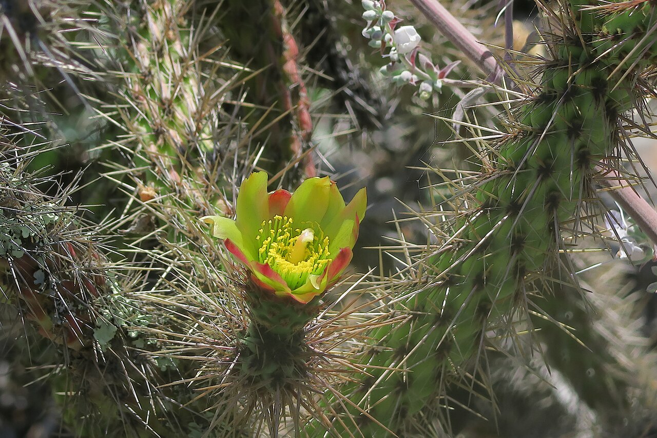 Cylindropuntia californica