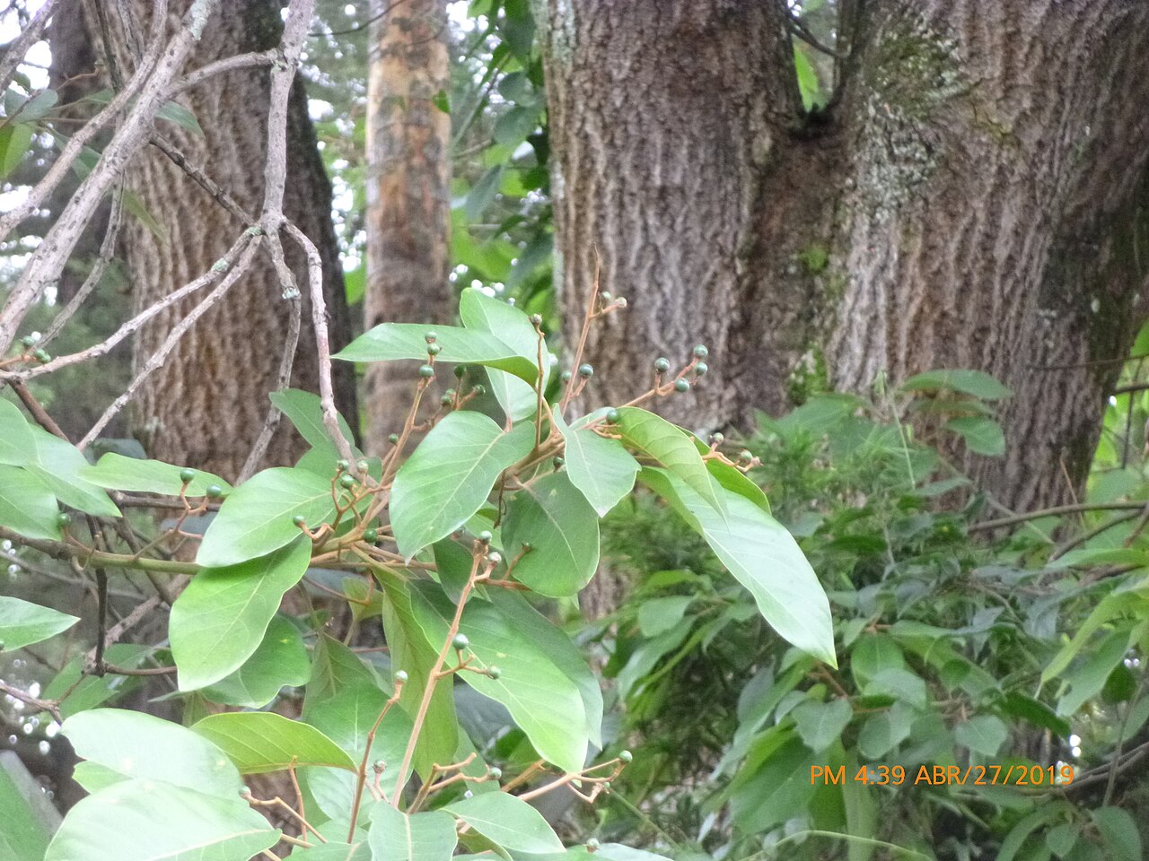 Persea caerulea