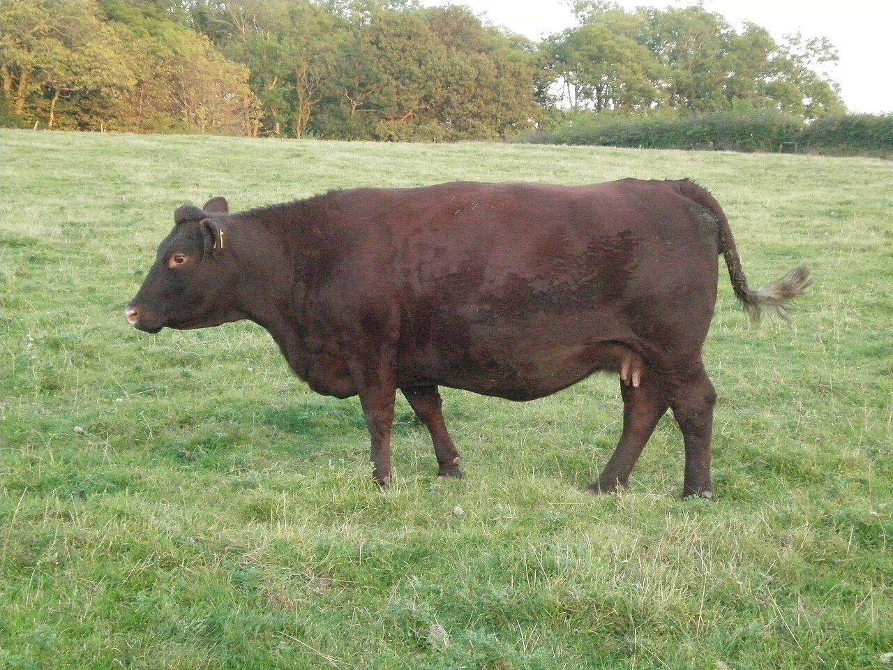Sussex cattle