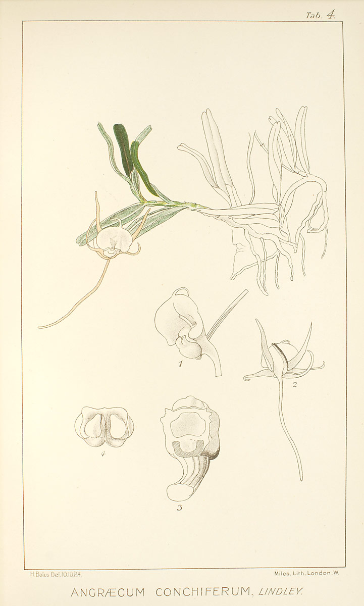 Angraecum conchiferum