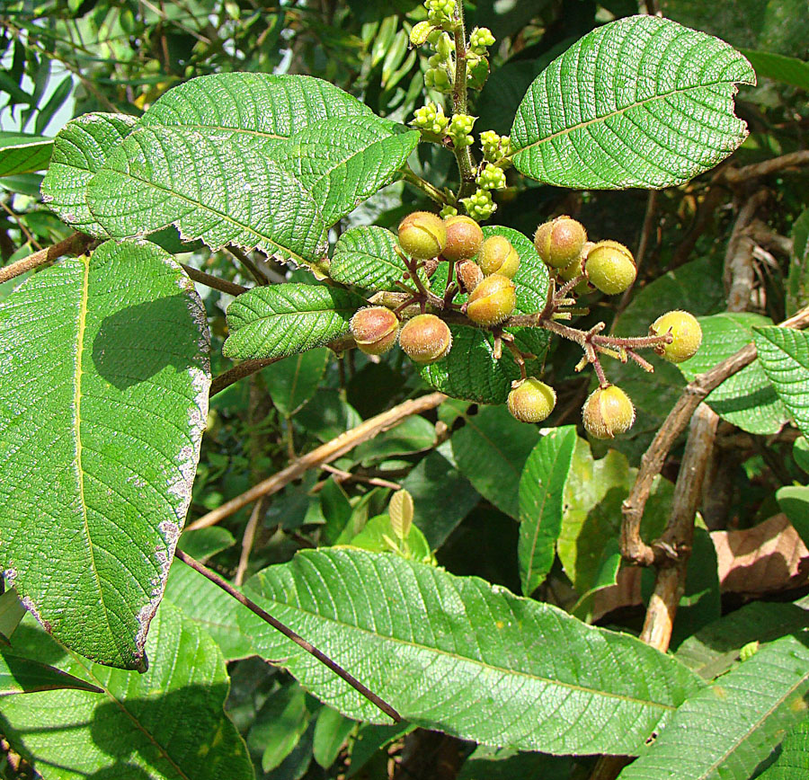 Davilla nitida