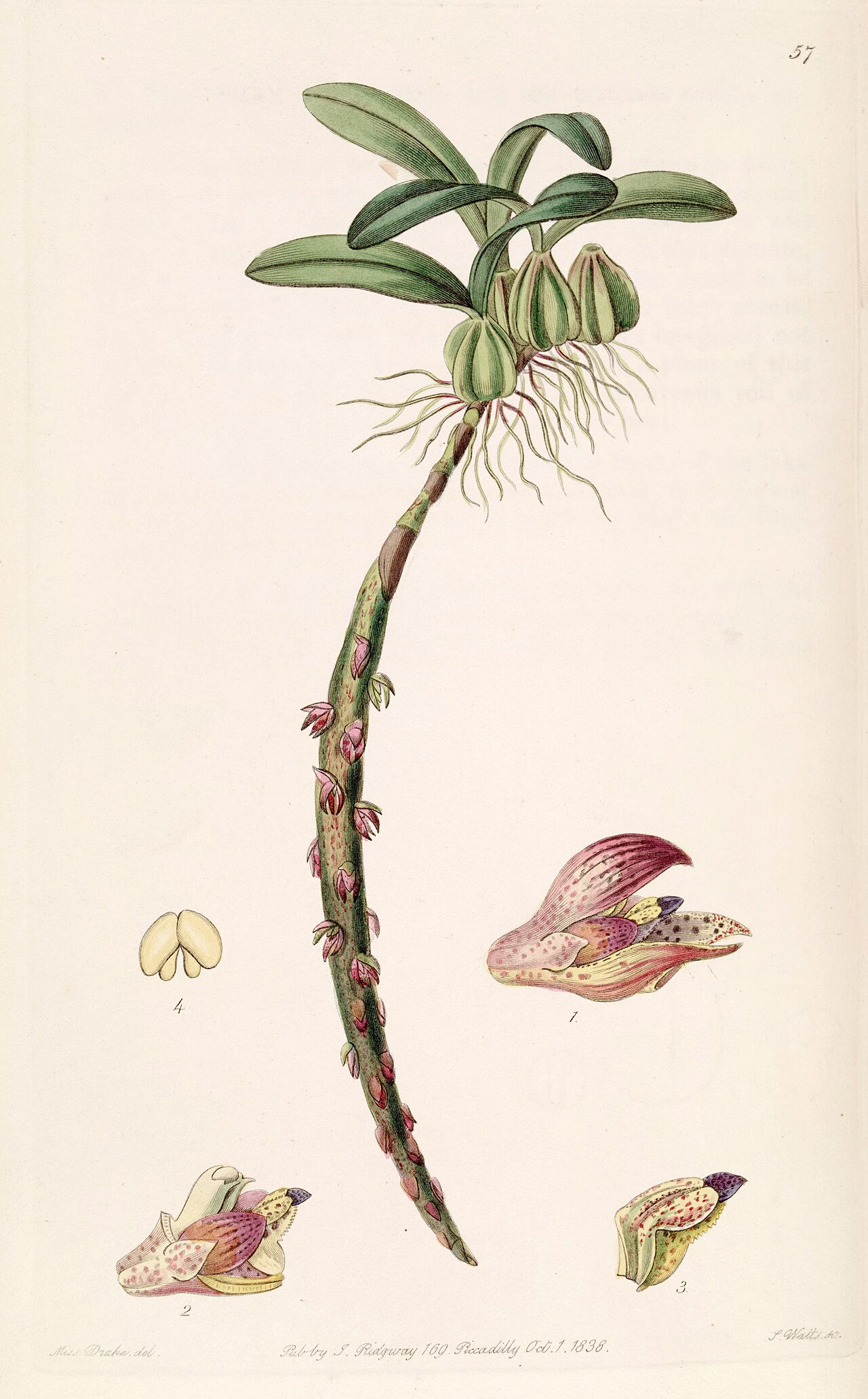 Bulbophyllum bracteolatum