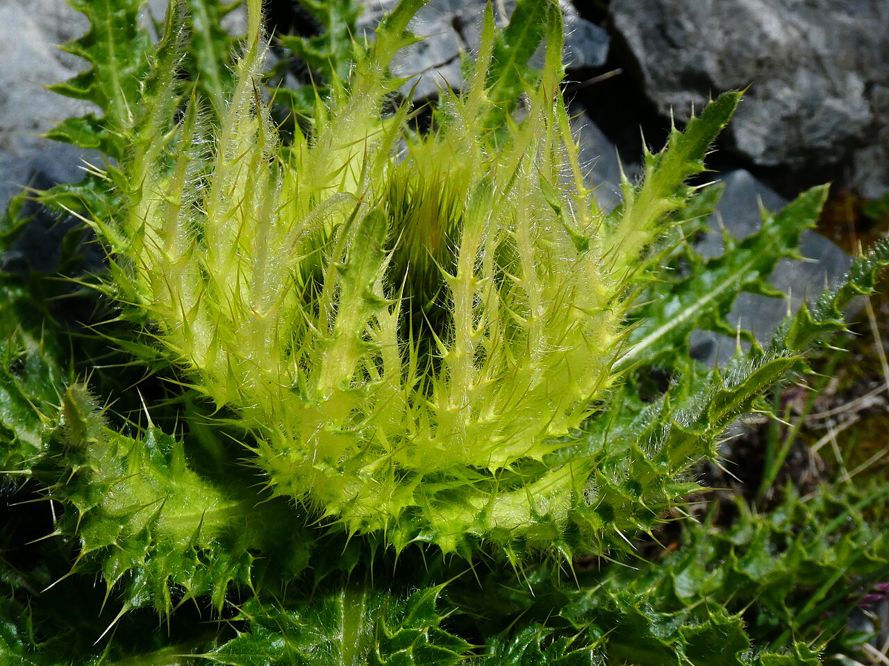 Cirsium spinosissimum