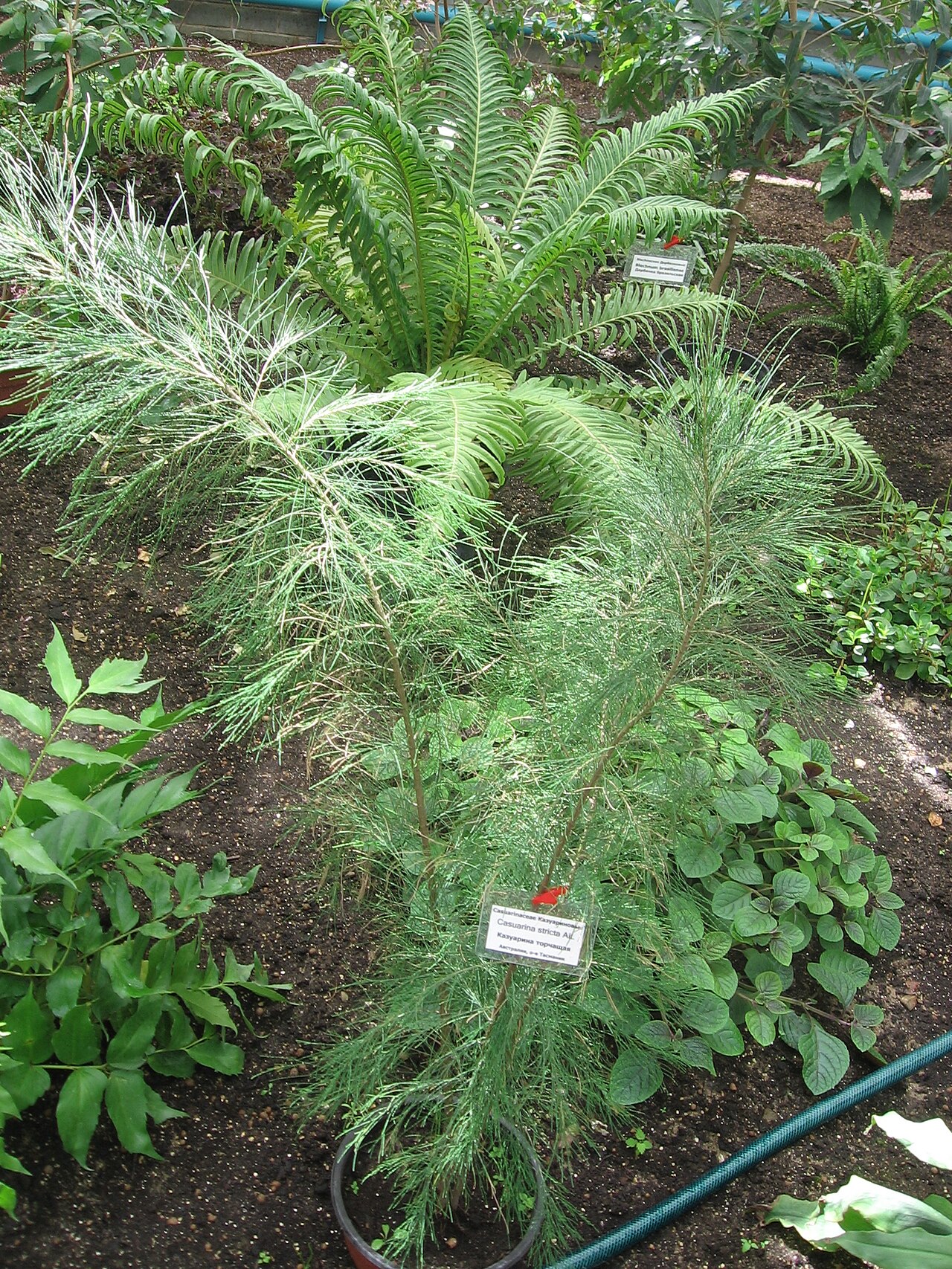 Casuarina stricta