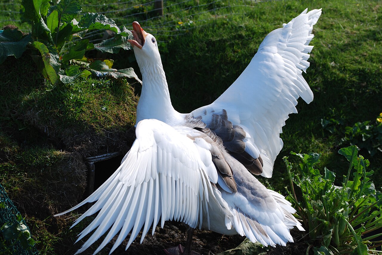 Faroese Goose
