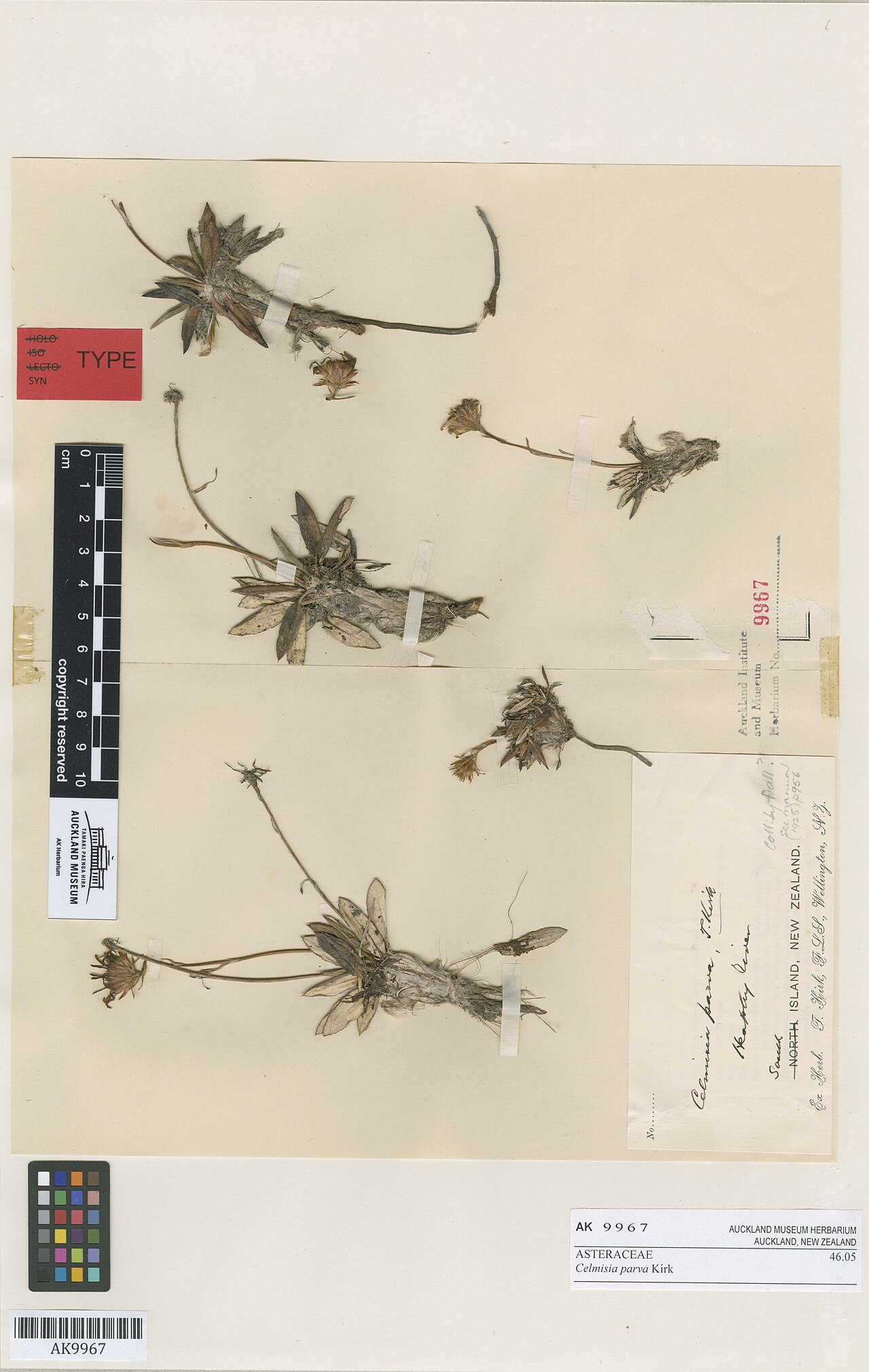 Celmisia parva
