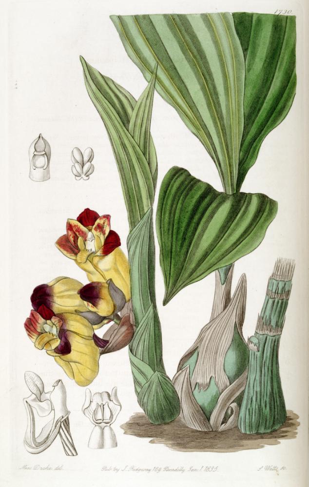 Acanthephippium bicolor