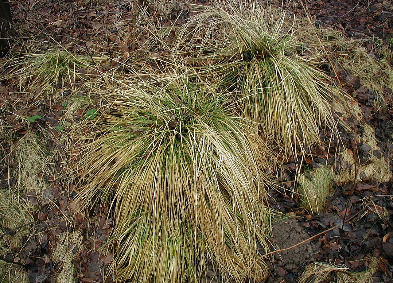 Deschampsia klossii